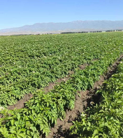 Xinjiang Wenxing Potato Industry Co., Ltd.